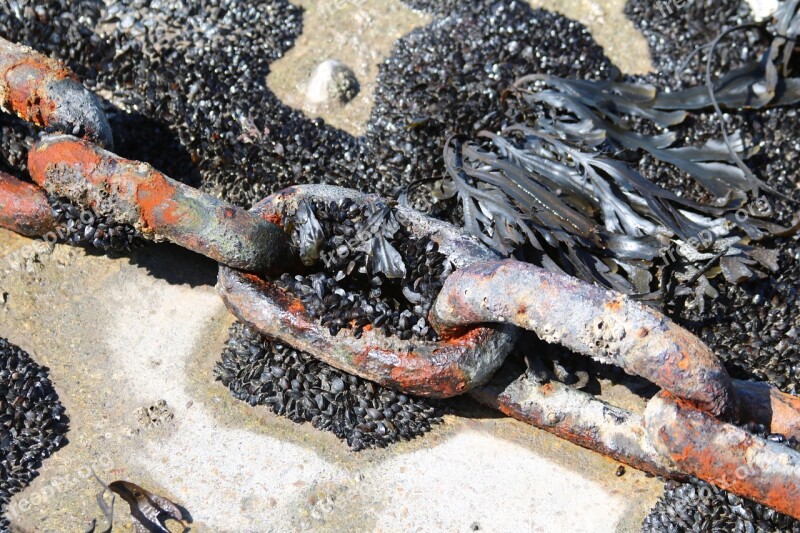 Chain Old Rust Muscles Seaweed