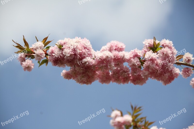 Prunus Branch Flowery Branch Nature Tree