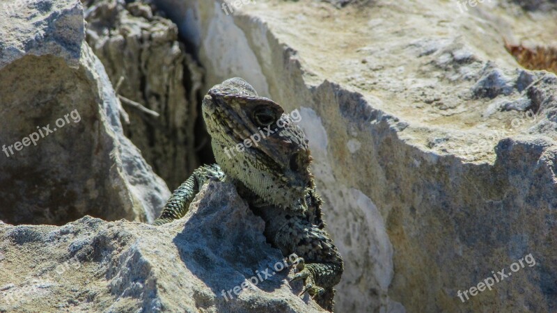 Cyprus Lizard Kurkutas Reptile Fauna