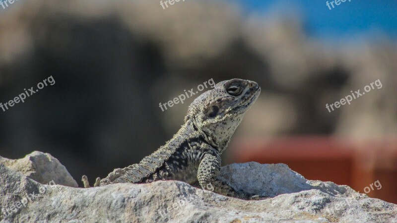 Cyprus Lizard Kurkutas Reptile Fauna