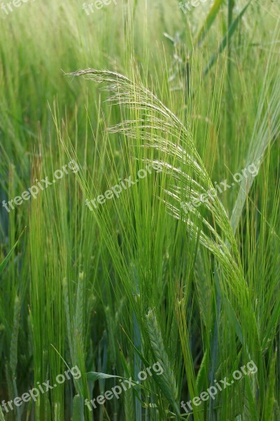 Barley Corn Grass Green Field