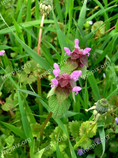 Sage Mint Herbs Spring Flowers Dandelion