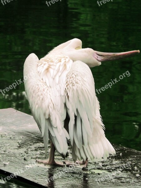 Bird Stretching Zoo White Bird Lazy