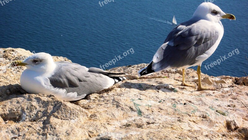 Calpe Mövenfelsen Spain Free Photos