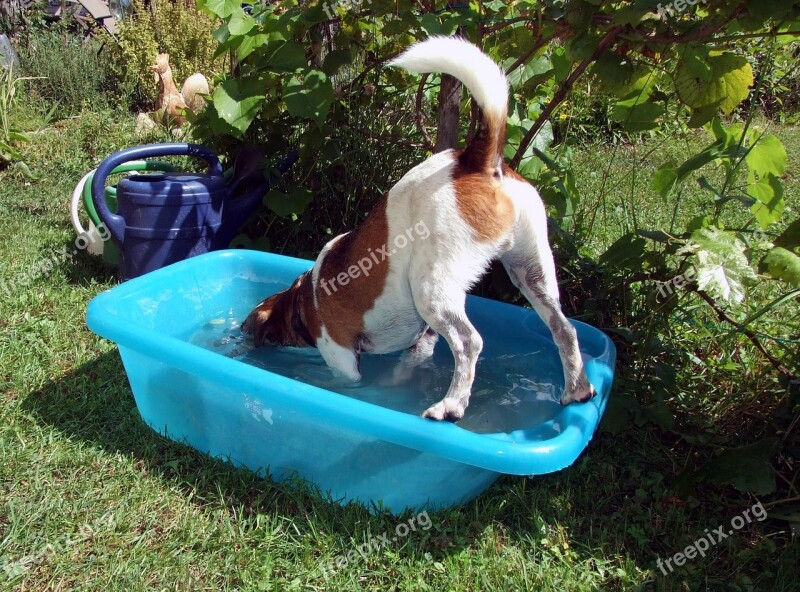 Dog Fun Water Splashing Pet Dog