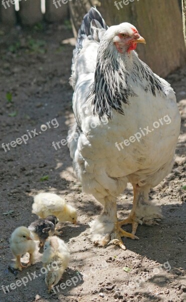 Brahama Hen Chicken Chicks Poultry