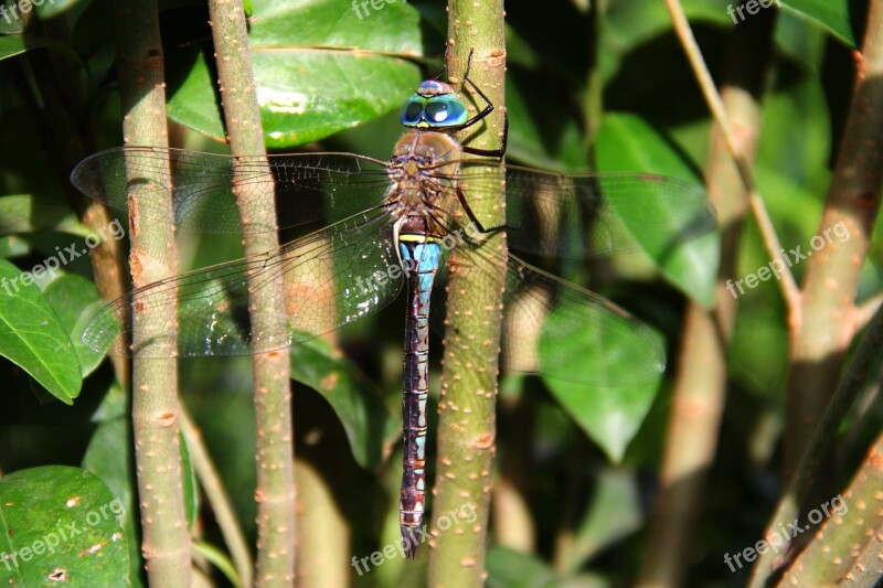 Dragonfly Animals Insect Wing Free Photos