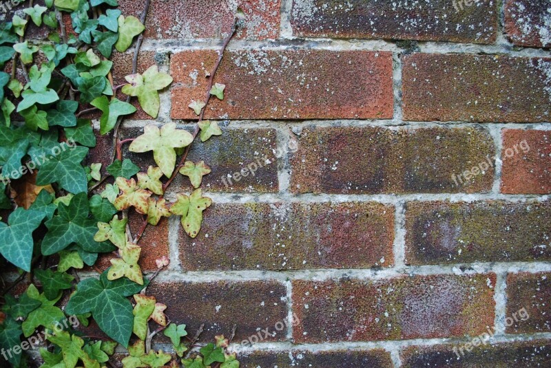 Wall Brick Ivy Brick Wall Red