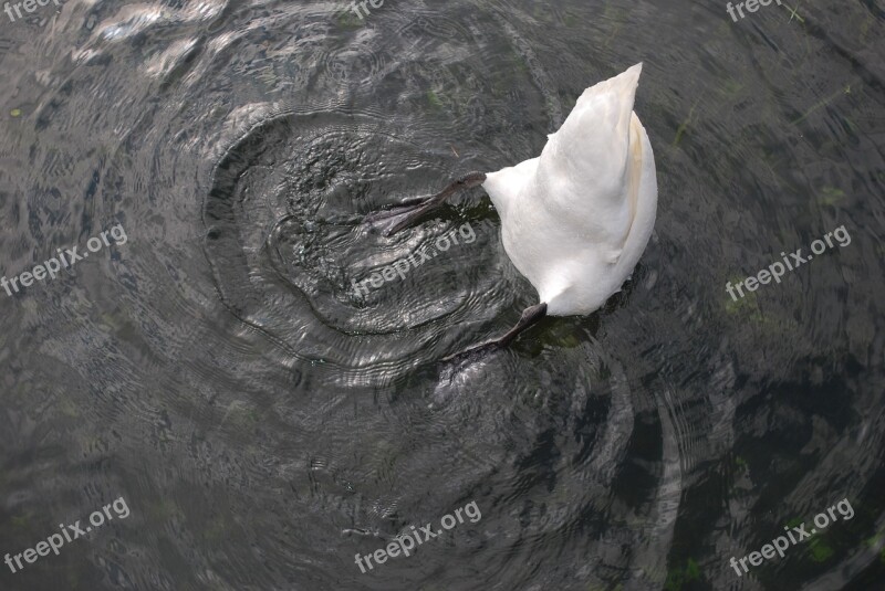 Swan Water Lake White Bird