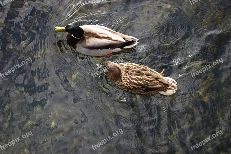 Duck Drake Mallard Tend Water