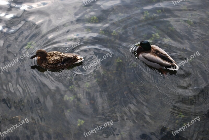 Duck Drake Mallard Tend Water