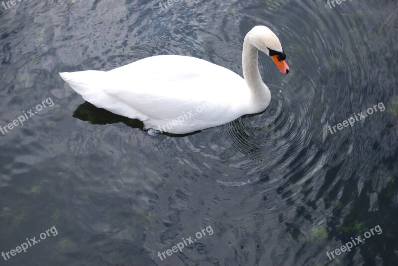 Swan Water Lake White Bird