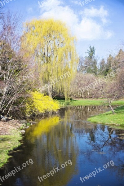 Spring Forsythia Creek Reflection Yellow