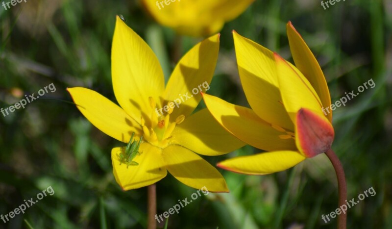 Yellow Flower Yellow Flowers Yellow Nature Petals