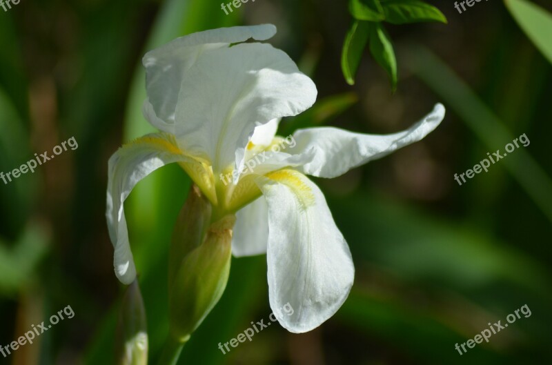 Iris White Iris Flower White Yellow And White