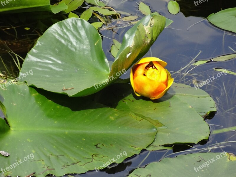 Lily Pad Lake Water Pond Water Plants