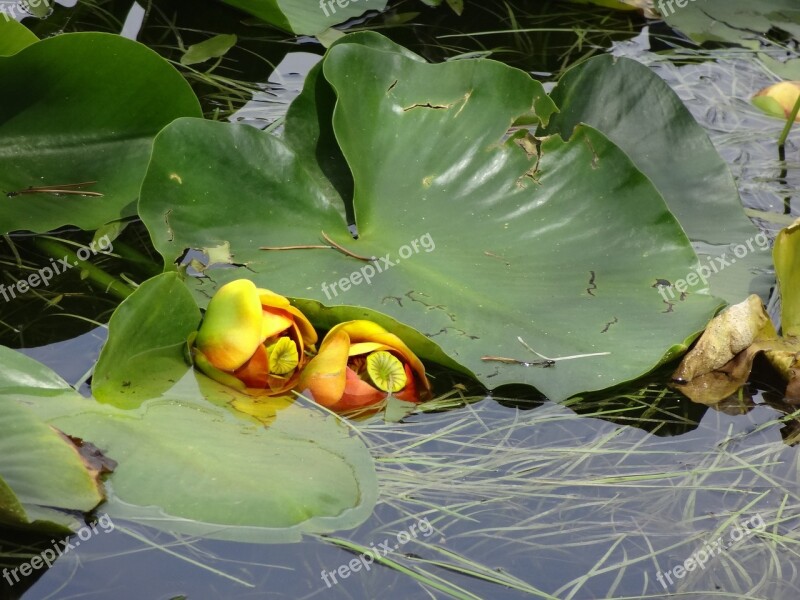 Lily Pad Lake Water Pond Water Plants