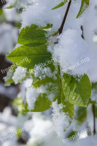 Leaves Snow Winter Blast Green Spring