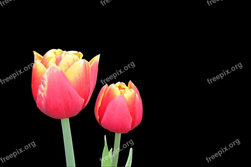 Tulips Flowers Flower Spring Red Yellow