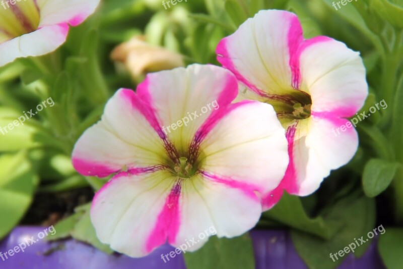 Petunia Flowers Garden Petunia Nachtschattengewächs Free Photos