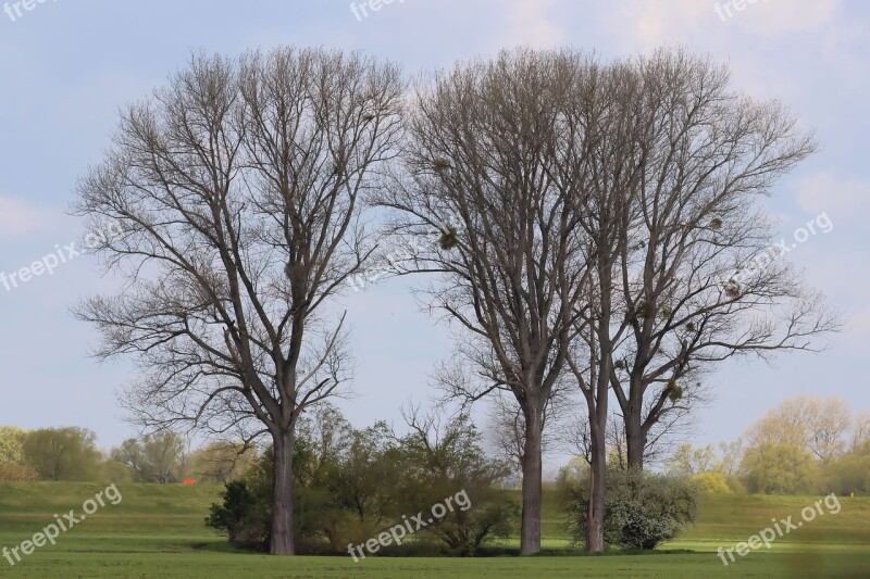 Mistletoe Trees Nature Spring Parasite