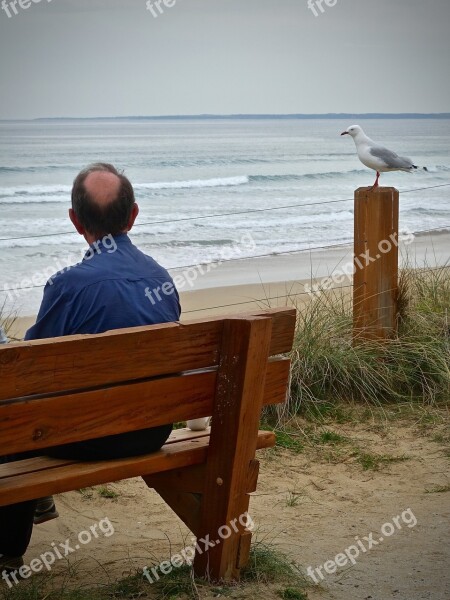 Lonely Seagull Sea Tranquil Looking