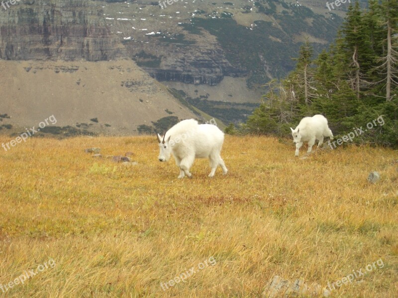 Goats Mountain Goat Nature Animal Wildlife