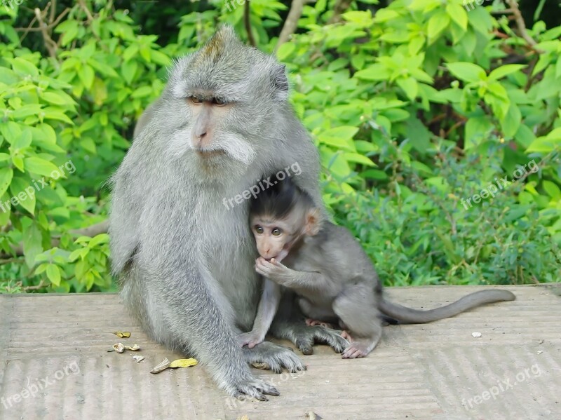 Indonesia Java Monkey Maternity Primate