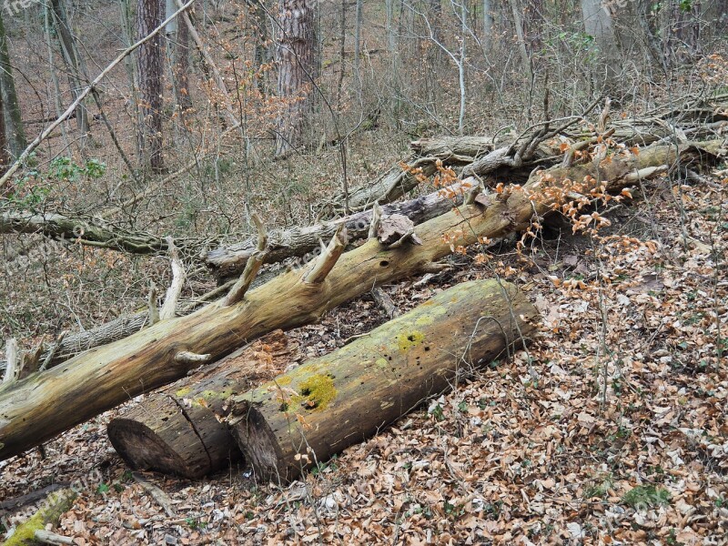 Dead Wood Wood Morsch Log Dead Plant