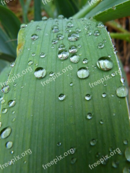 Leaf Drops Rocio Moisture Detail