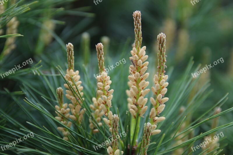 Pine Conifers Greenery Flowers Spring