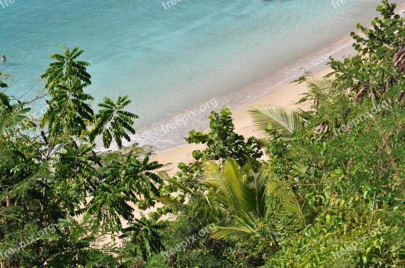 Turquoise Water Puerto Rico Palms Sea