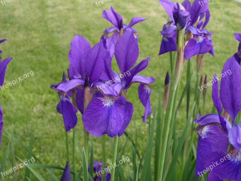 Flowers Garden Green A Garden Plant Free Photos