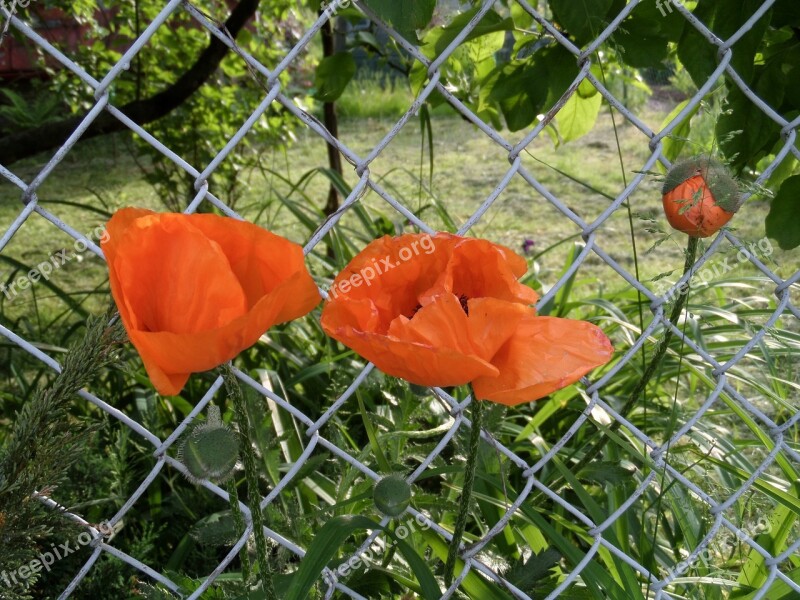 A Garden Plant Poppy Garden Free Photos