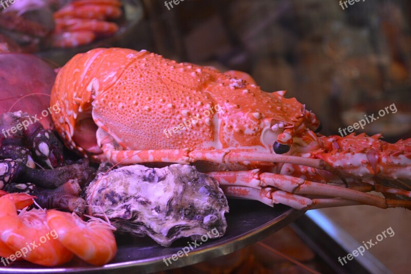 Lobster Sea Food Seafood Free Photos