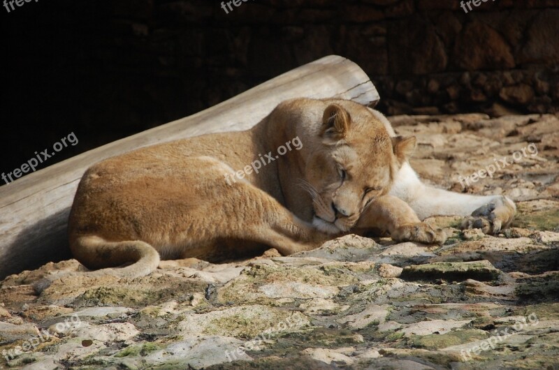 Animals Tigress Zoo Free Photos