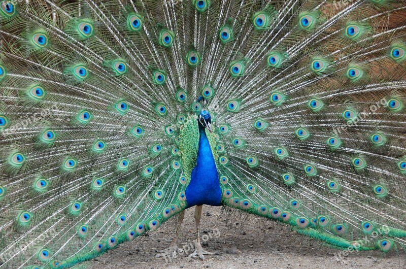 Peacock Zoo Petting Blue Green