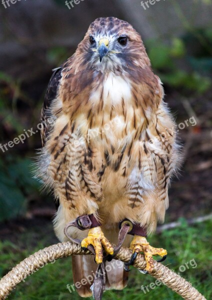 Falcon Raptor Bird Free Photos