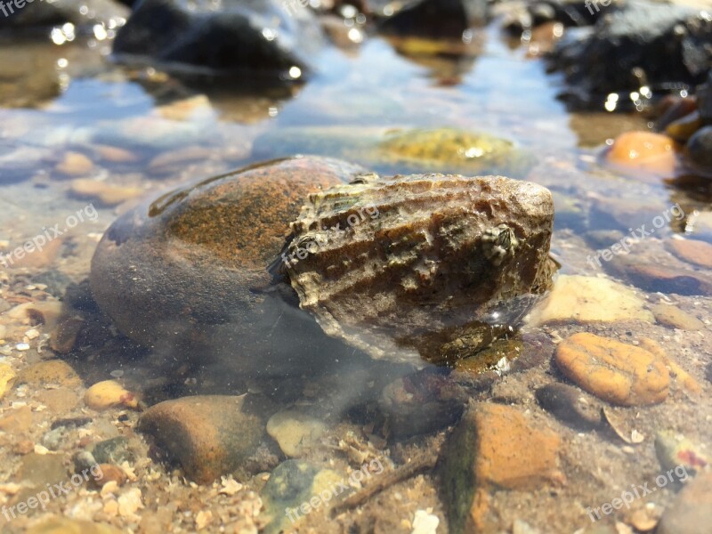 Bay Ocean Tide Pool Sea Mollusk