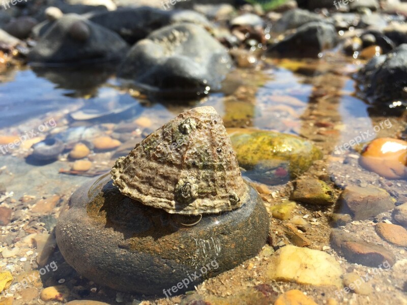 Bay Ocean Tide Pool Sea Mollusk