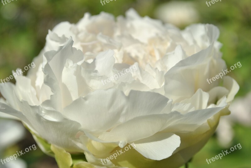 White Peony Spring Wealth Elegant