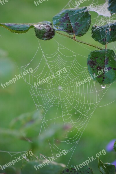 Cobweb Dew Autumn Free Photos