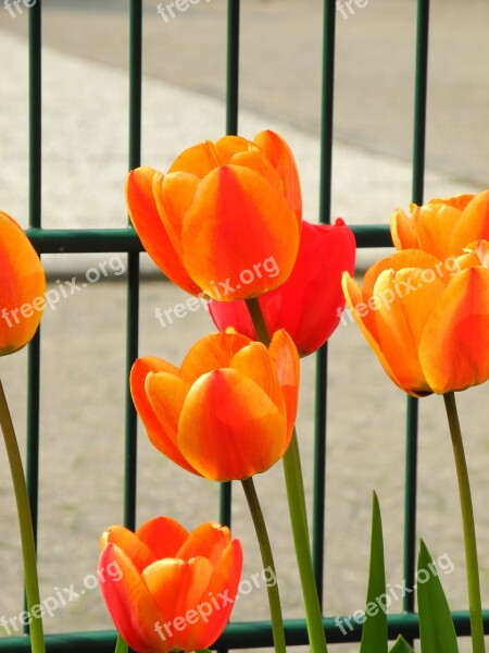 Spring Garden Fence Springtime Free Photos