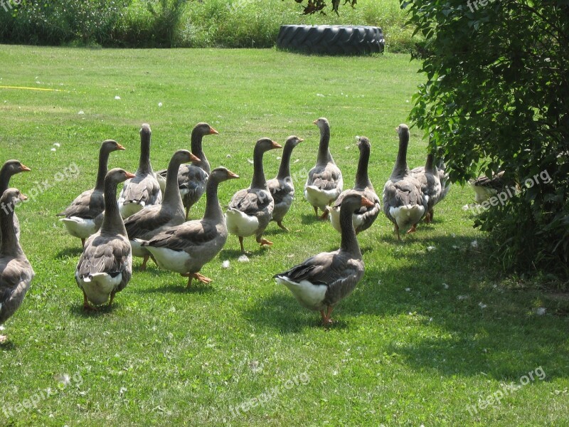 Geese Farm Flock Free Photos