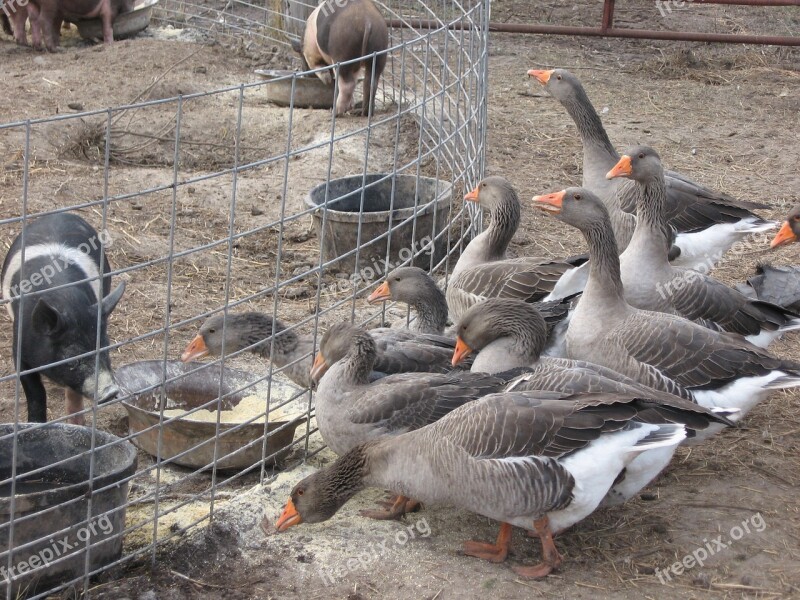 Geese Pigs Farm Free Photos