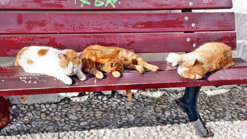 Cat Rest Summer Ginger Fur