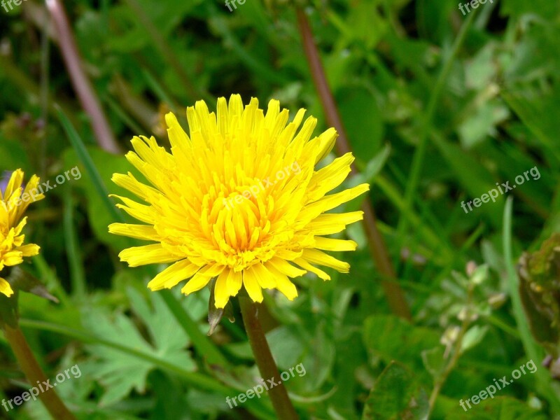 Dandalion Spring Flowers Grass Green Cheerful