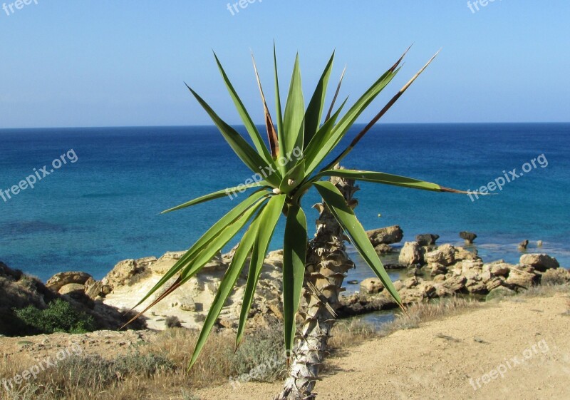 Palm Tree Garden Sea Horizon Cyprus