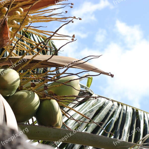 Coconut Tree Nature Bike Trail Path Free Photos