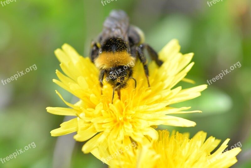 Hummel Pollen Pollination Collect Public Record